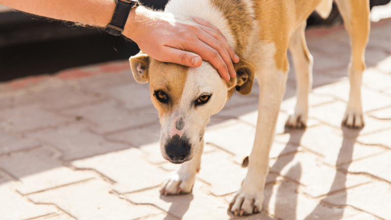 Linderung von Arthrose bei Hunden mit CBD
