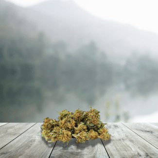LEMON HAZE SMALL BUDS CBD 0,2 % THC
